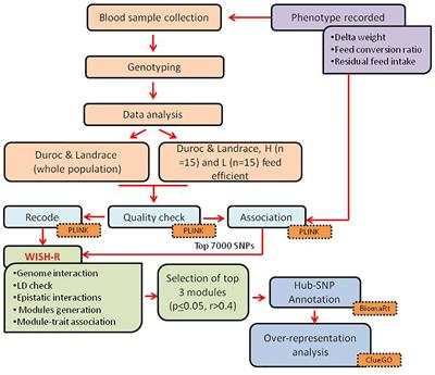 Genome-Wide Epistatic Interaction Networks Affecting Feed Efficiency in Duroc and Landrace Pigs